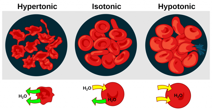 Drinking alcohol can cause dehydration which makes the blood hypertonic